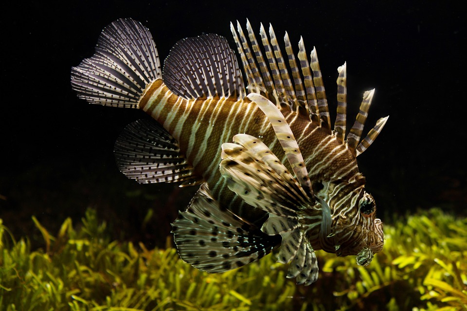 Zoopet